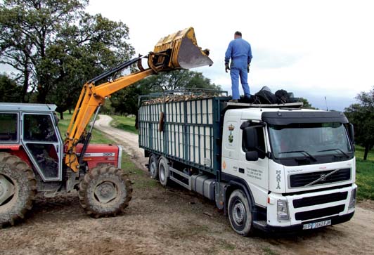 Transporte de leña