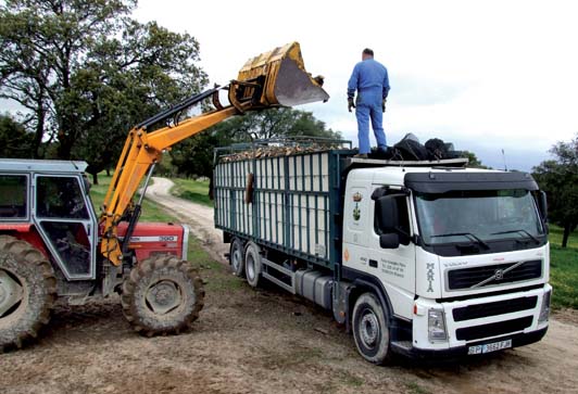 Transporte de leña