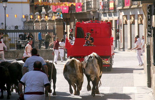 Cámara graba a las reses