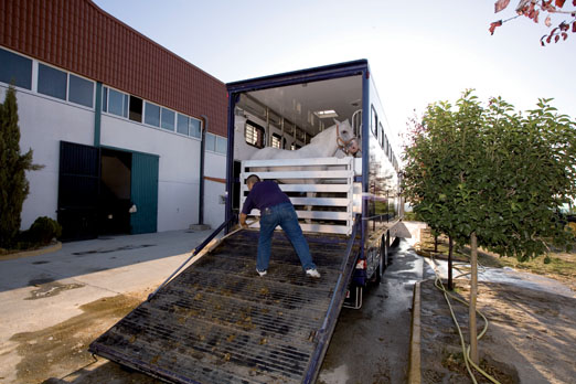 Transporte de animales vivos