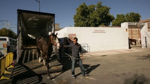 Transporte de animales vivos 