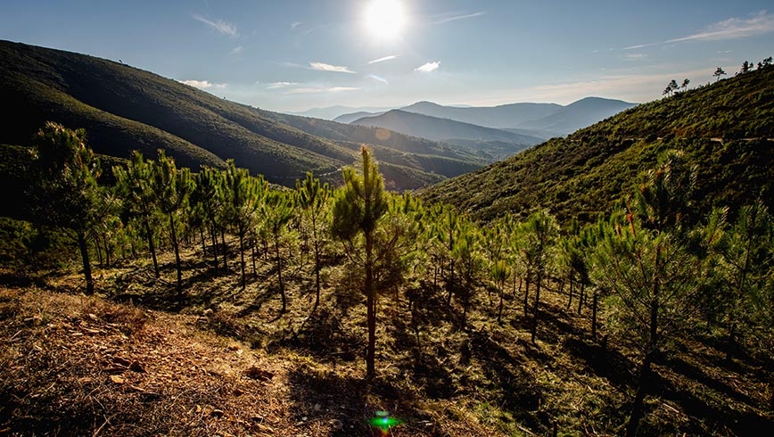 ‘Bosque Faconauto’